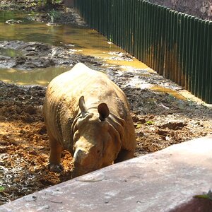 and the Rhino ...