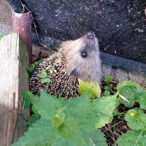 A curious ittle hedgehog having a look.