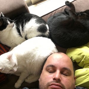 Me sleeping with the cats!